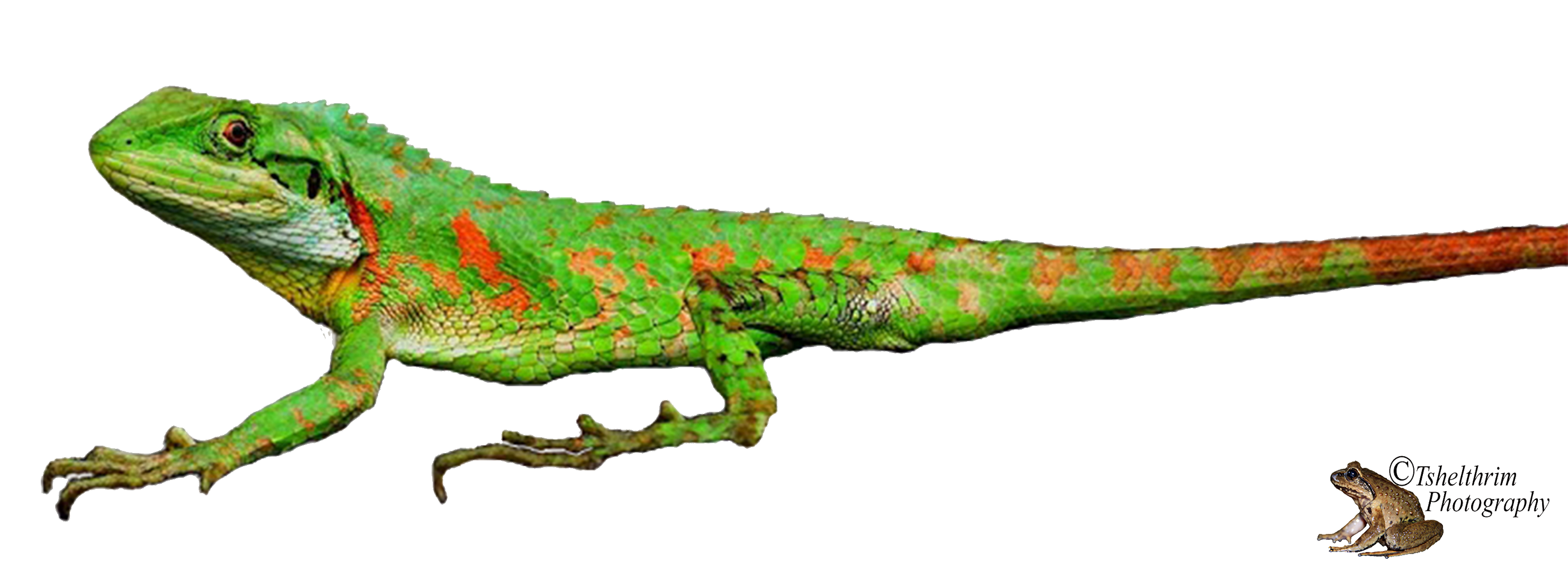 A Bhutanese Herpetographer: A Guide to the Reptiles of Bhutan