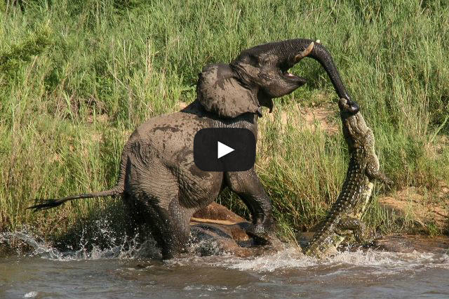 Galileu olhou viu e anotou  - Página 22 Elephant-v-Crocodile