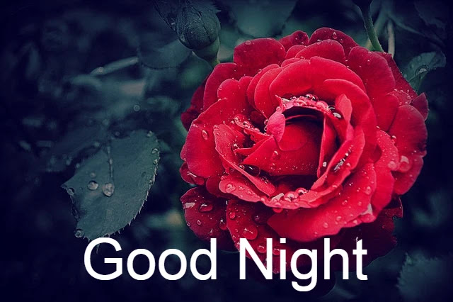 Good Night HD Images Good Night HD Images