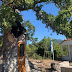 Κόνιτσα:Στη  Δεντροκκλησιά του Αγίου Παϊσίου ...Το καμμένο δέντρο πρασίνισε και πάλι ,πεζούλια φτιάχτηκαν για τους προσκυνητές!