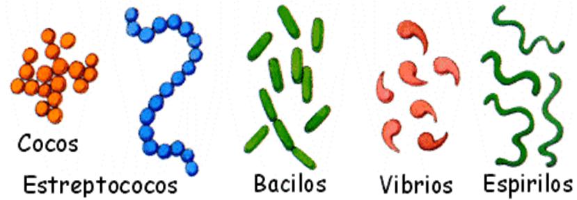 Tipos de bacterias