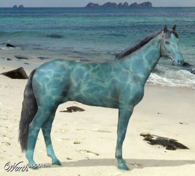 ShukerNature THE HAIRLESS BLUE HORSE OF SOUTH AFRICA