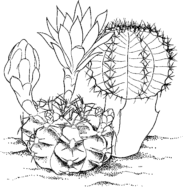 cactus coloring pages plants - photo #22