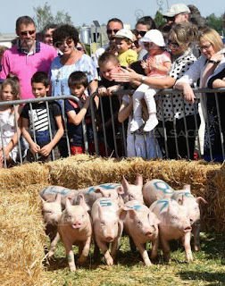  Pig festival in Trie-sur-Baise, southern France.