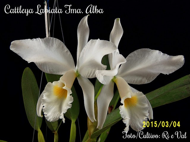 ORQUÍDEAS FLORES PERFEITAS: Cattleya Labiata Alba