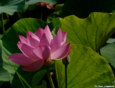 Nelumbo nucifera Lotus Floare de lotus Lotus flower Lotosblume λωτόςλουλούδι fiorediloto flordelótus flordeloto lótuszvirág