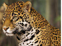 Jaguar pictures