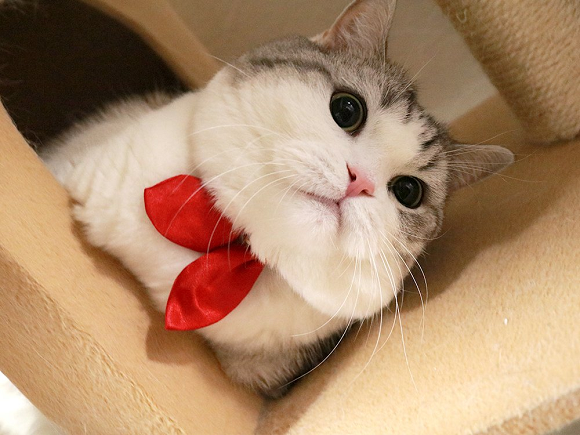 Lucu Kucing Ini Didandani Dengan Kalung Berbentuk Kerah Seragam Sekolah Jepang Extalia Hobbies