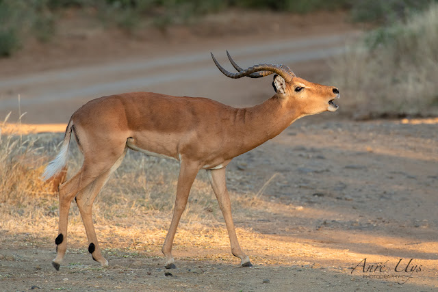 A Rutting Impala Ram