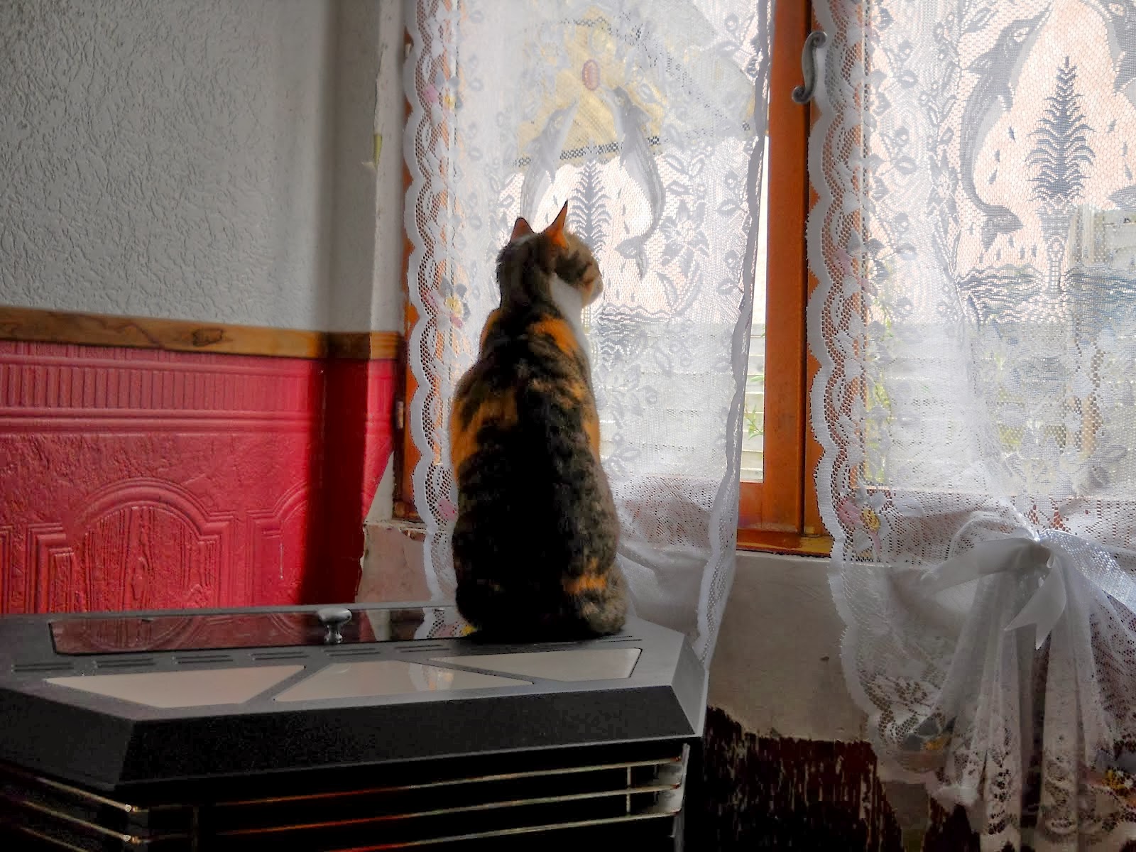 Sano, sano, requetesano: diciembre 2013