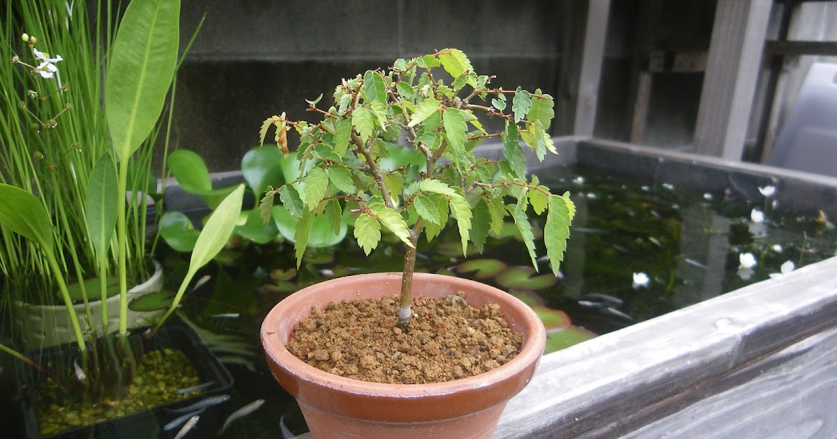 ケヤキのミニ盆栽の作り方 発芽 植え替え 剪定 メダカの大工