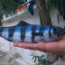 Λευκάδα:Περίεργο είδος ψαριού αλιεύθηκε στο Μεγανήσι