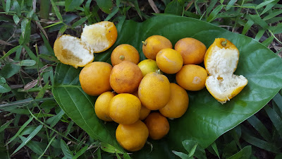 Health Benefits of Kumquat (cumquats)