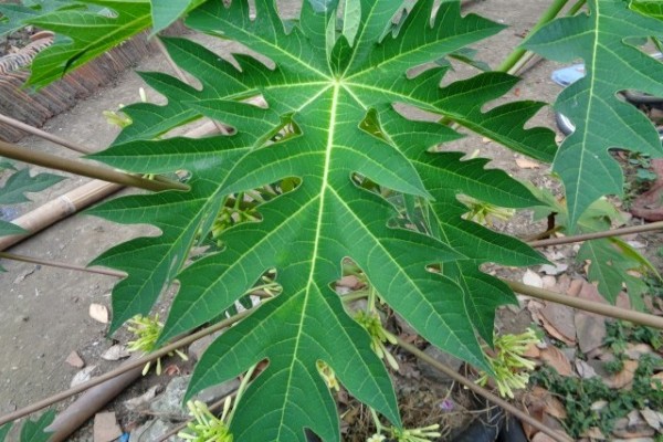 Contoh tulang daun menjari