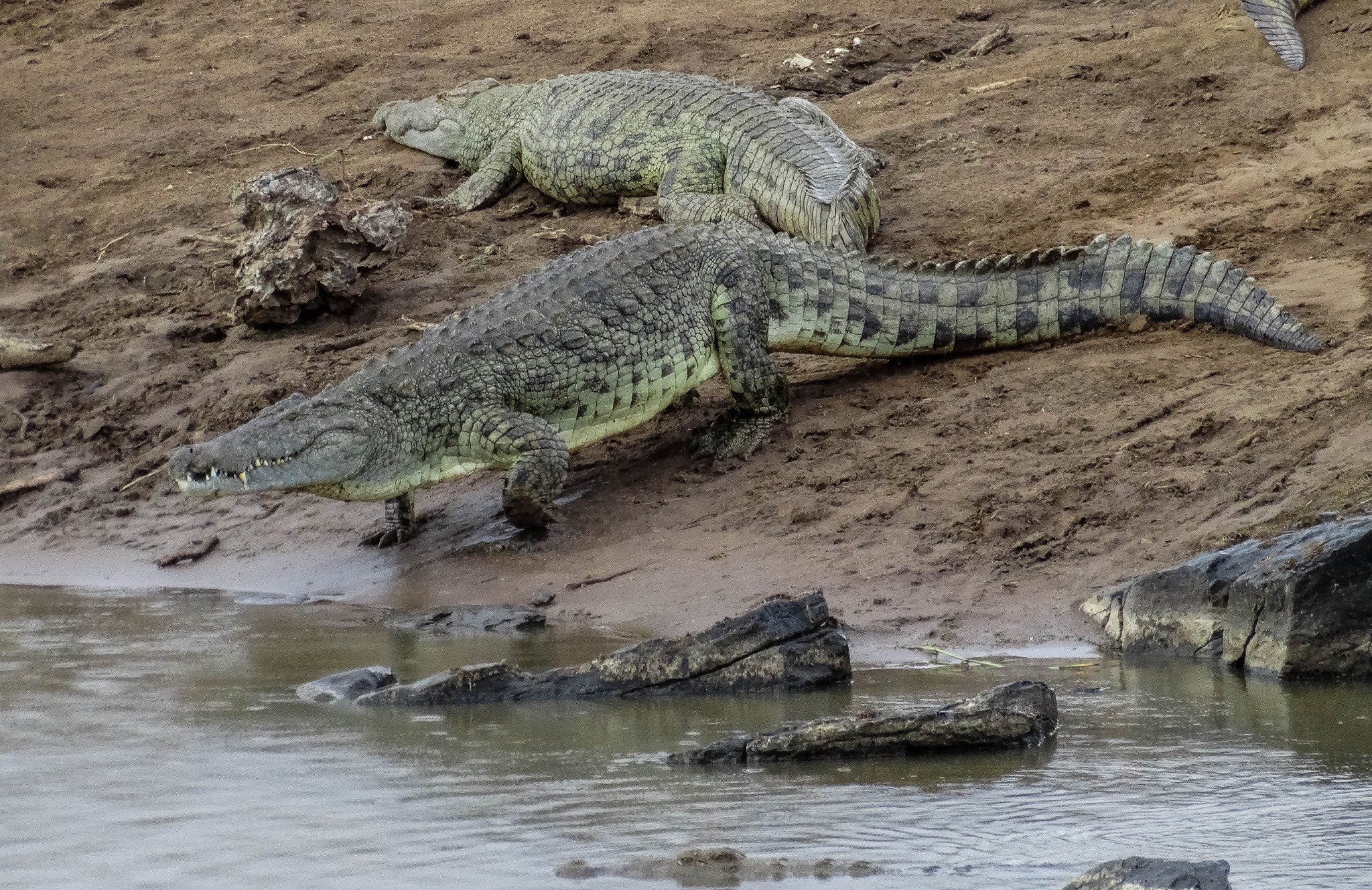 Крокодил живет в африке. Нильский крокодил. Гребнистый крокодил.