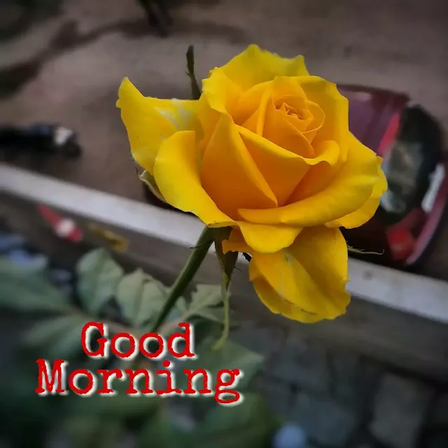 good morning flowers images for whatsapp