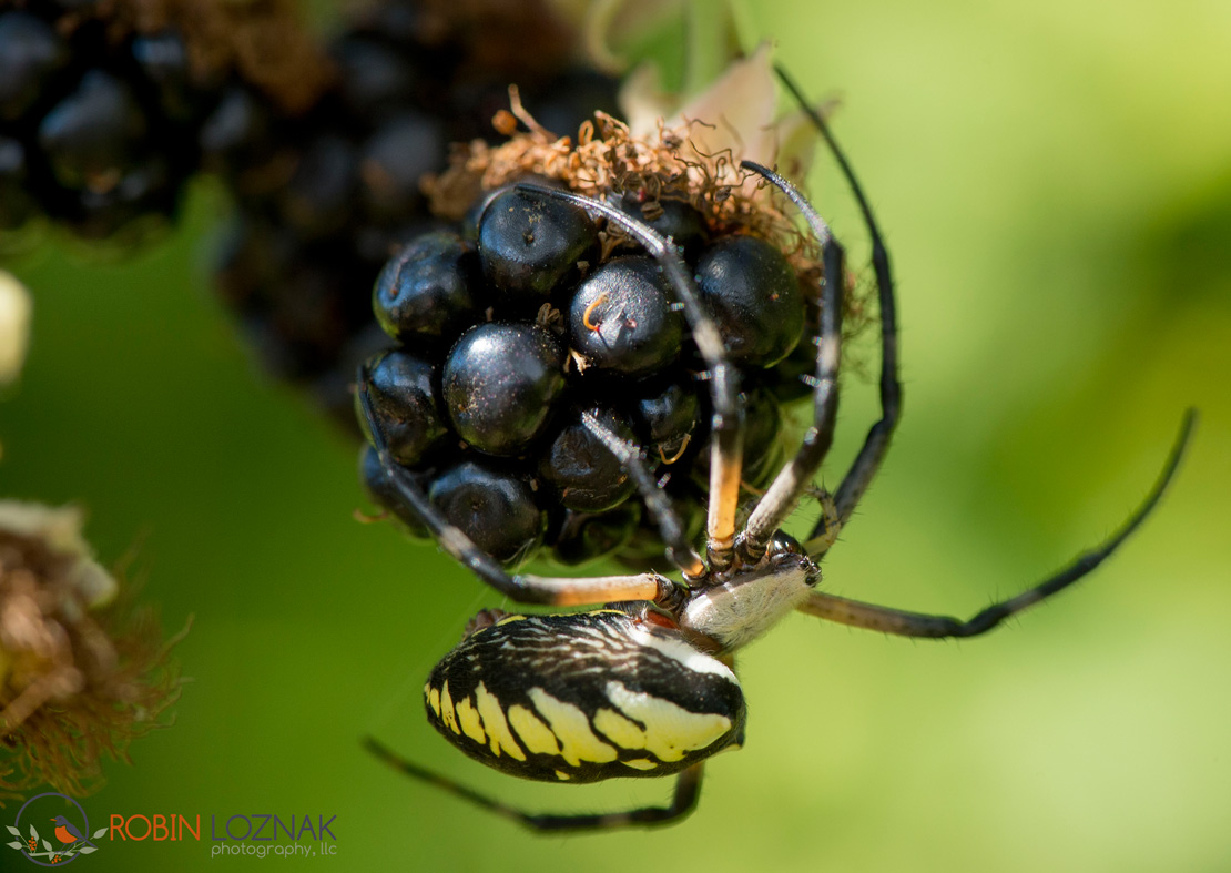 Robin Loznak Photography July 2013
