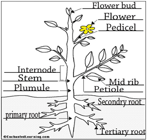 BRASSICA PLANT | MEDICAL TODAY