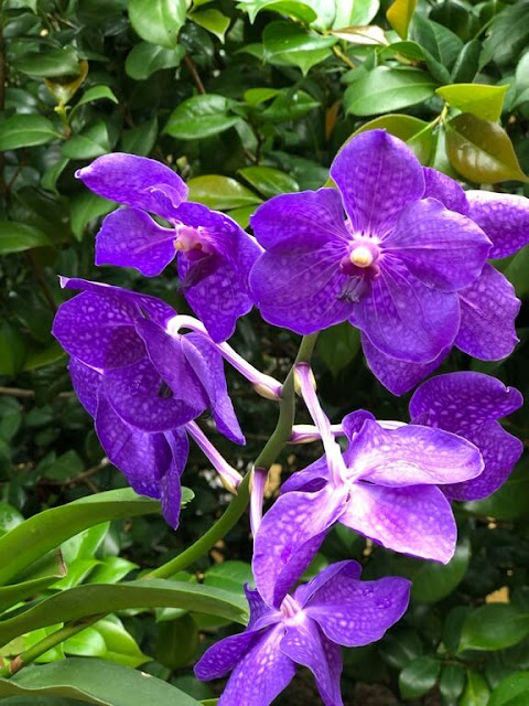 Orquideas no Jardim Lou Lim Ioc - Macau