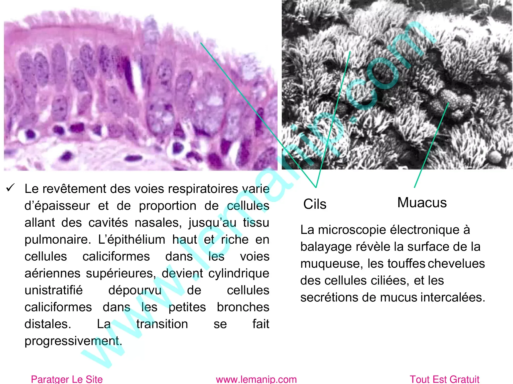 cellules ciliées