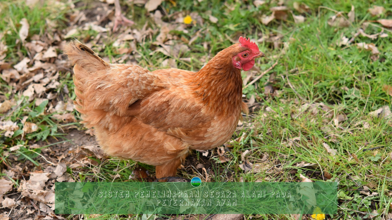Sistem Pemeliharaan Secara Alami Pada Peternakan Ayam