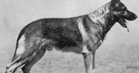 An Observation Of How Top Line Types Have Evolved