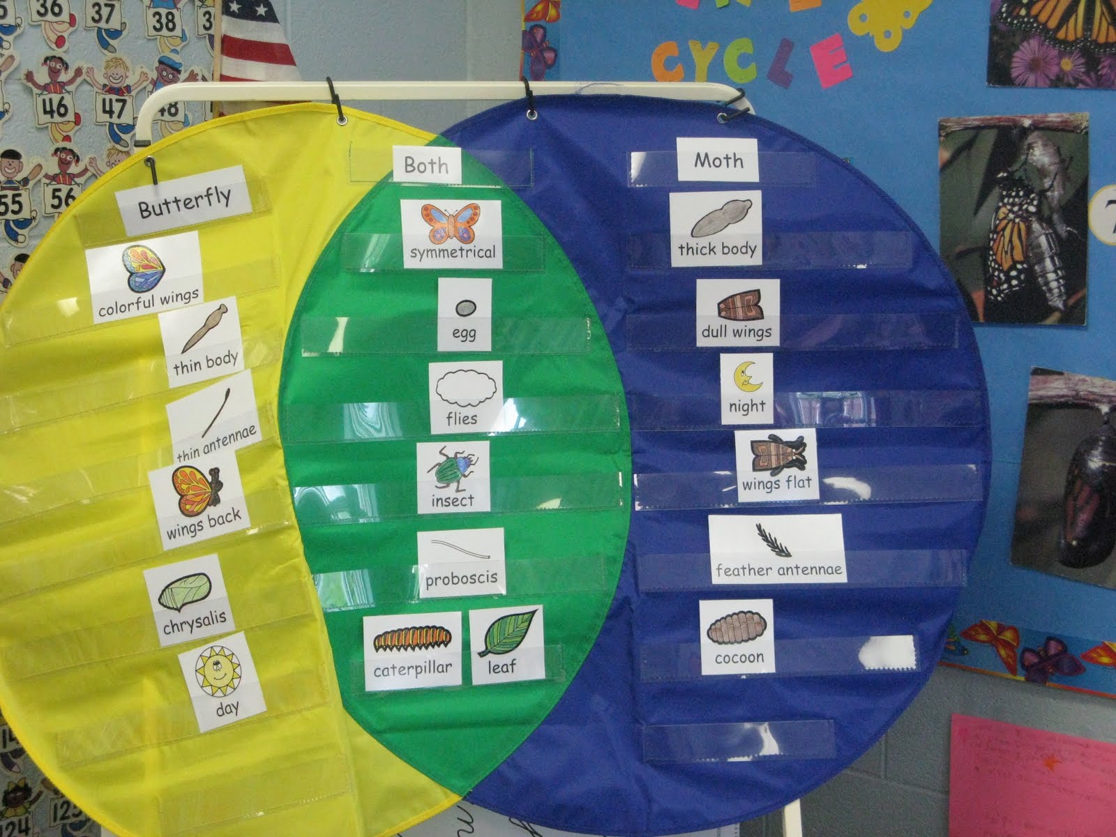 NEWS FROM THE PRE-K "A" PAD: BUTTERFLY/MOTH VENN DIAGRAM