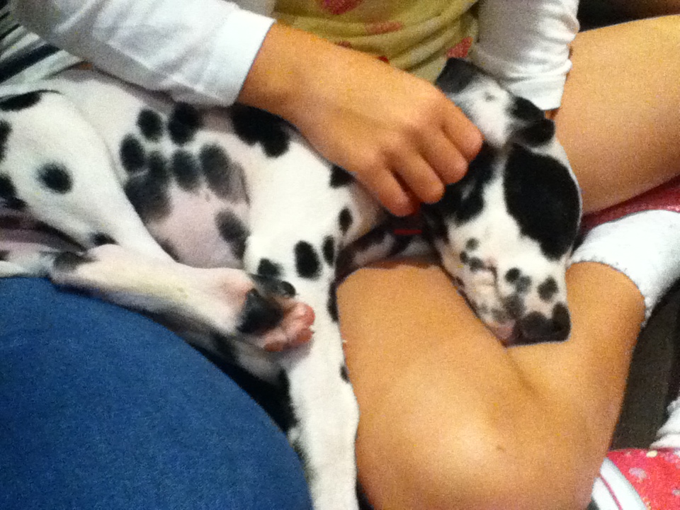 Resultado de imagen para dalmatian cuddle owner