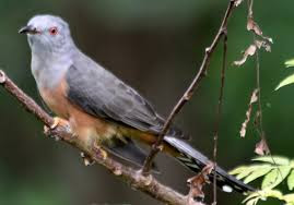 Kang Surdin59 Mengenal Beberapa Jenis Burung Wiwik Atau Kedasih