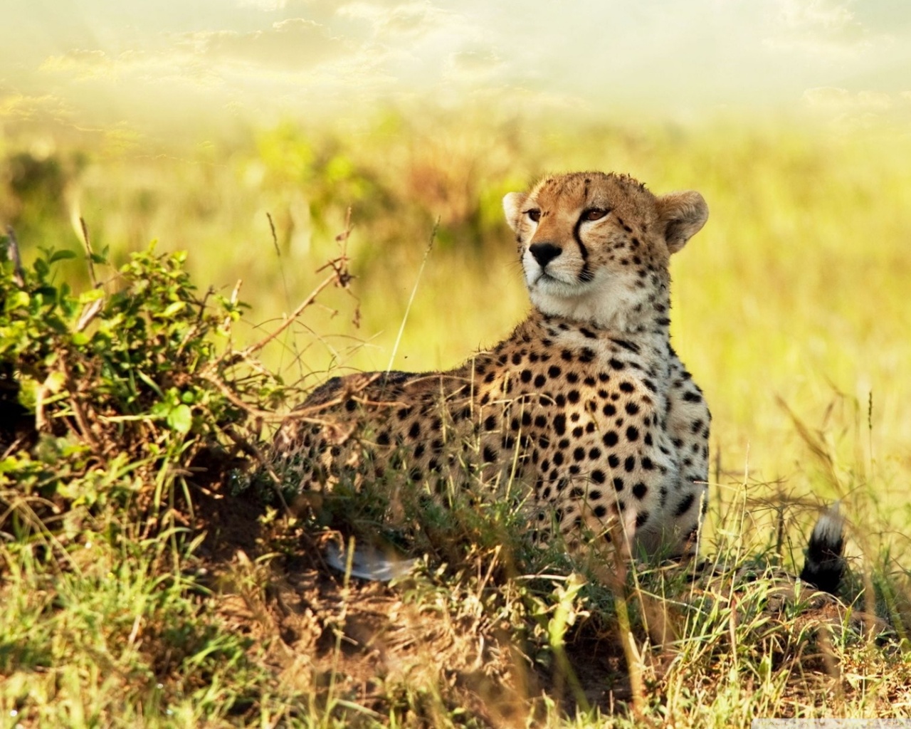 All About Animal Wildlife: Cheetah Cool HD Wallpapers 2012