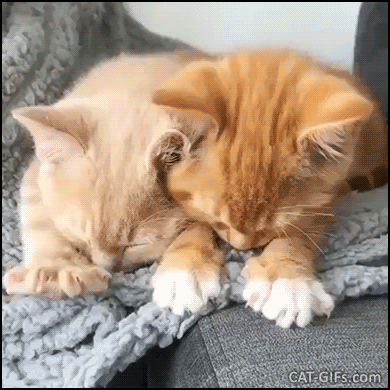 Cute Kitten GIF • 2 funny Kittens kneading hard their blankie side by side Lovely suckles and biscuits. Cute Kitten GIF • 2 funny Kittens kneading hard their blankie side by side Lovely suckles and biscuits.