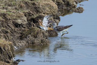 Wildlifefotografie Naturfotografie Lippeaue Bekassine Grünschenkel