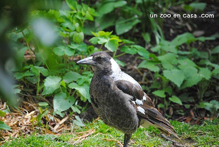 Urraca australiana (Cracticus tibicen)