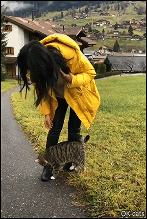 Cute Cat GIF • Affectionate cat meets a girl in the street and wants to be petted Cute Cat GIF • Affectionate cat meets a girl in the street and wants to be petted