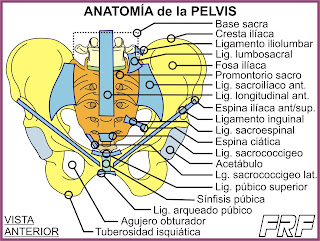 Ligamentos de la pelvis (vista ventral).