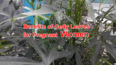 Benefits of Gedy Leaves for Pregnant Women