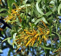 Sifat botanis Acacia crassicarpa
