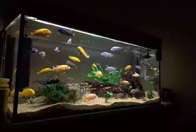 How do fish get pregnant and how do fish mate How do fish get pregnant and how do fish mate