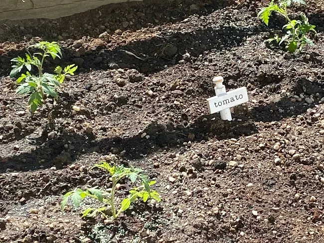 tomatoes growing in the garden with a marker