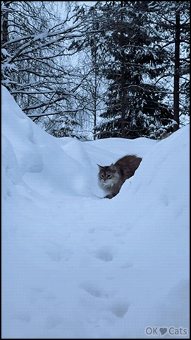 Amazing Cat GIF • Majestic Maine Coon cat chasing the red dot in snow [ok-cats-site.com]