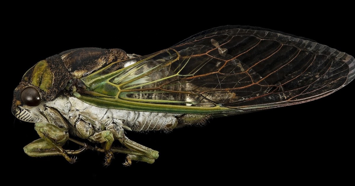S. DeWitt Hall: Dead Cicada Season