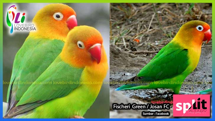 Perbedaan Lovebird Paruh Merah Vs Lovebird Paruh Putih