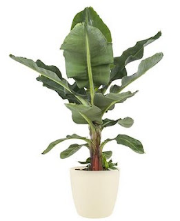 pianta da appartamento