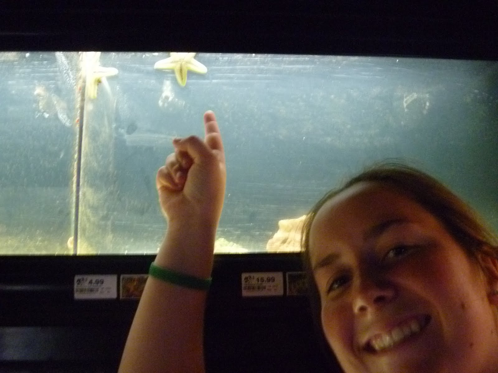 Katie's Bio Scavenger Hunt Asexual Reproduction Starfish