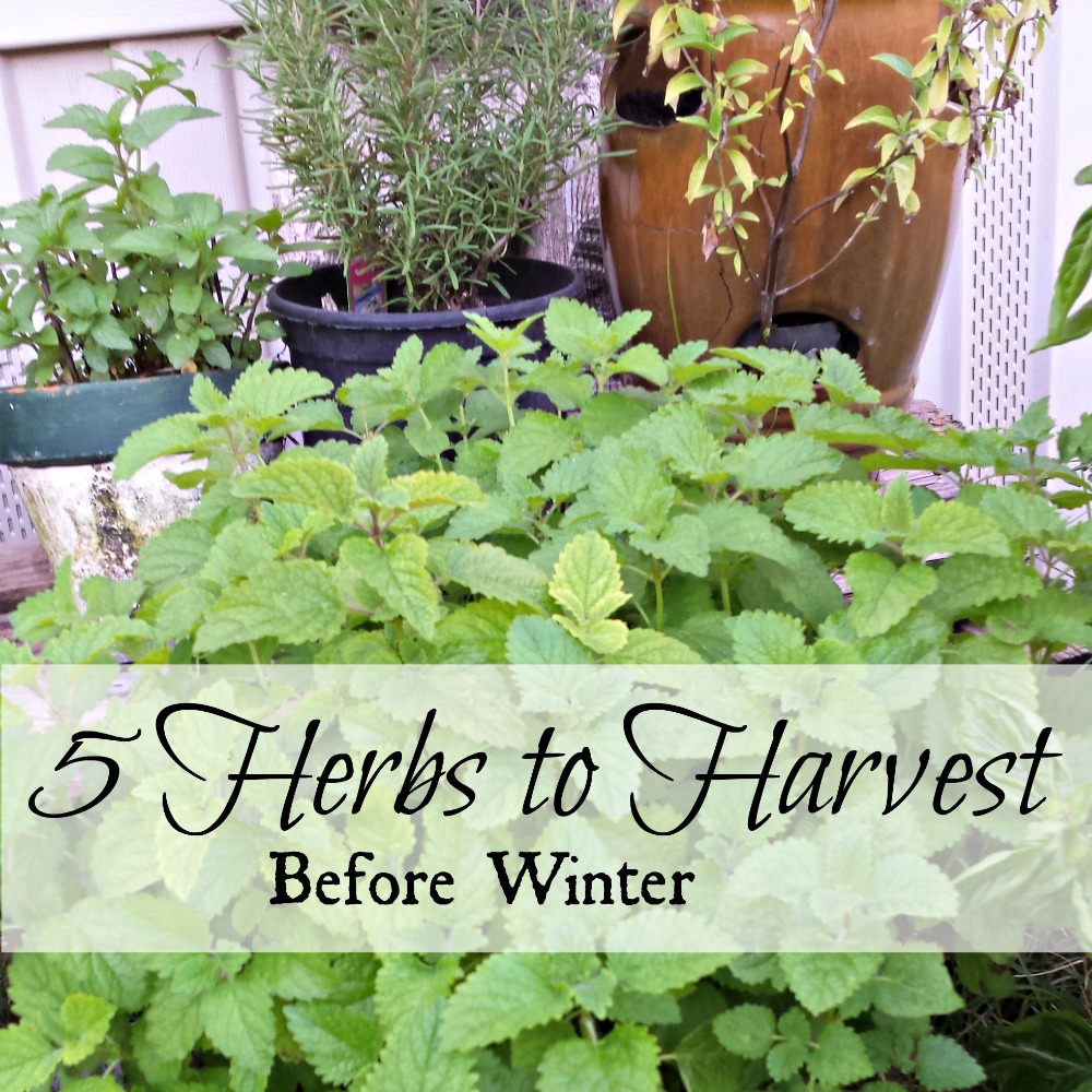 5 Herbs to Harvest Before Winter Oak Hill Homestead