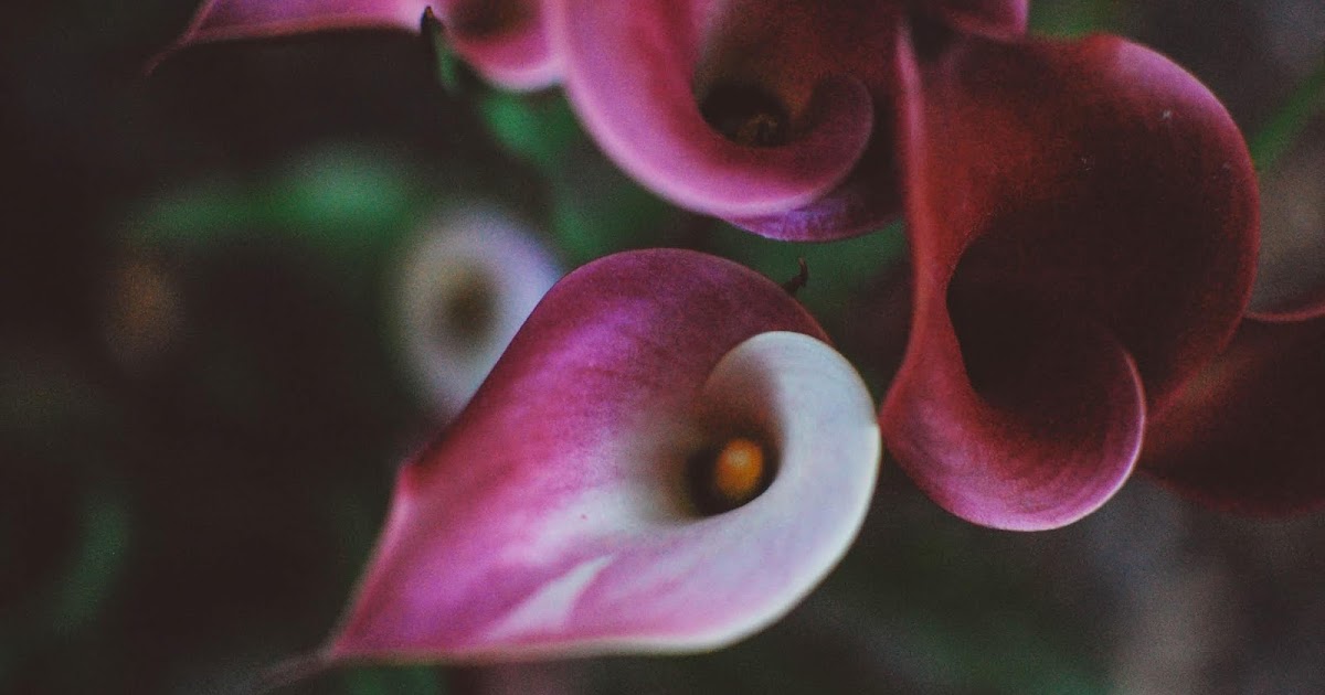 The Redolent Mermaid Ebb & Flow February 2020