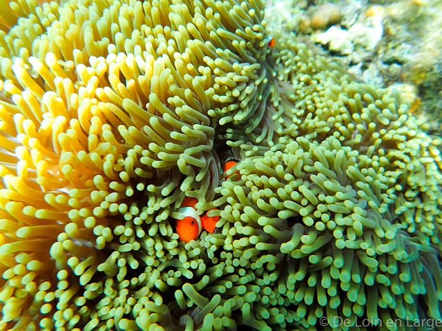 Pulau Menjangan - Bali