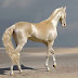 Αυτό είναι το πιο όμορφο άλογο του κόσμου και αυτές οι φωτογραφίες το δικαιώνουν!