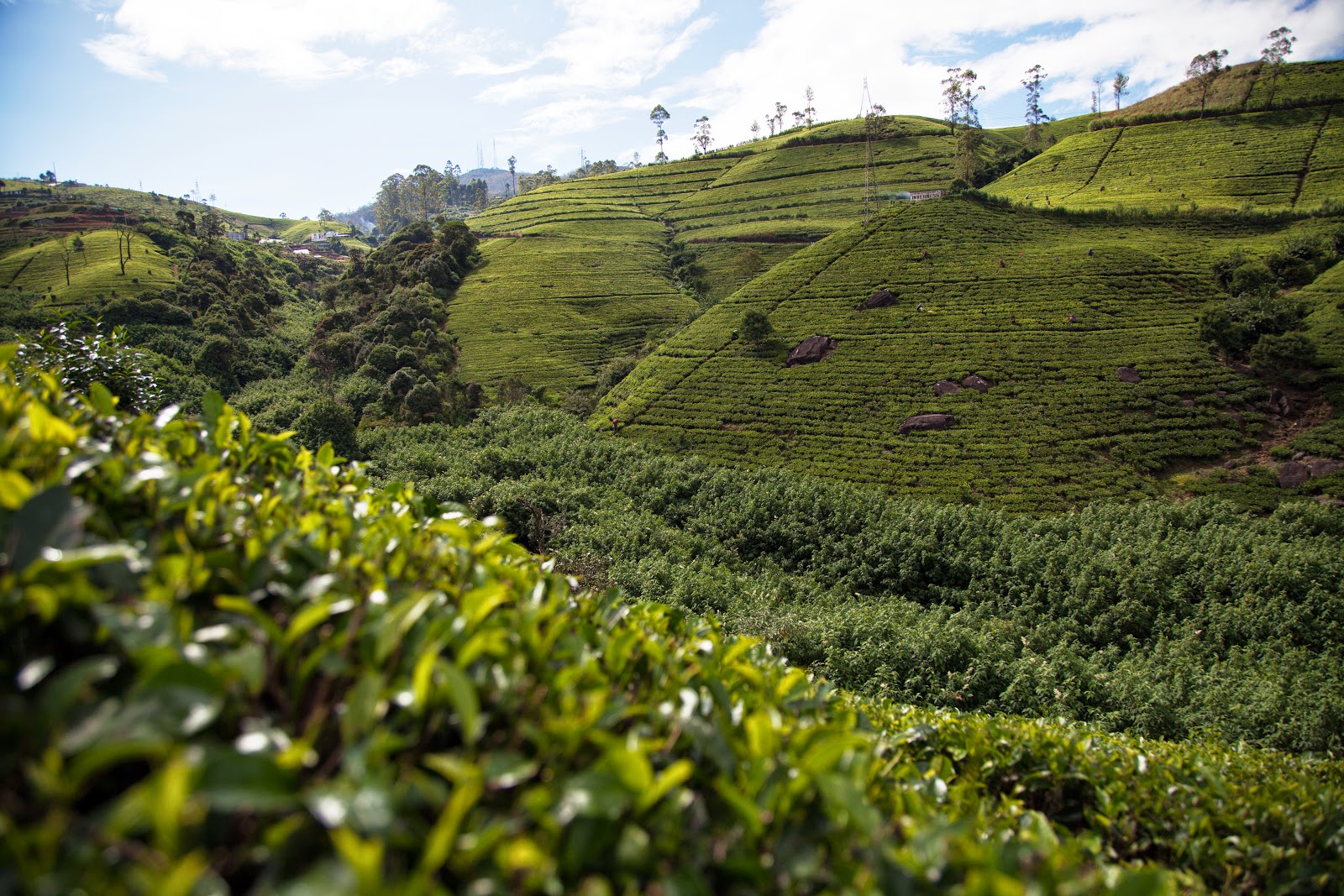 Шри ланка специализация. Шри Ланка чайные плантации. Шри Ланка плантации чая. Чайная фабрика и плантации в Нувара Элии. Шри Ланка чайная плантация на закате.