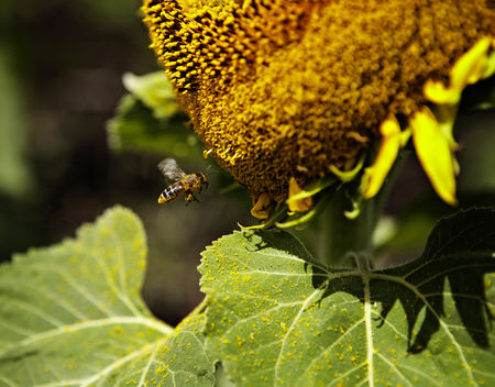 ABEJAS EN GIRASOL - BEES IN SUNFLOWER.